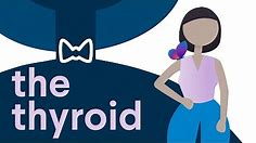 All About the Thyroid