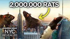Why New York Has So Many Rats - NYC Revealed