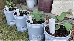 Wicking Bucket Containers - Budget Built for patio container gardening