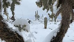 Stunning Footage Shows Saguaro National Park Covered in Snow as Winter Weather Hits Southern Arizona