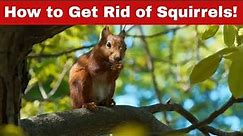 Discover How to Get Rid of Squirrels – Fast & Easy!