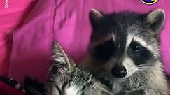 Racoon and Cat make a unlikely pair of besties