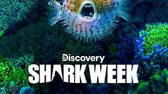 Shark Week: 2019 Episode 102 Shark After Dark: Shark Mavericks