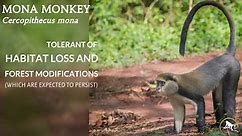 Mona Monkey