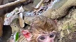2_A one-month-old monkey baby in heavy snow🐒❄️#monkey #animalsofinstagram #monkey #monkeys #monkeydluffy #monkeybusiness #monkeyforest | UMF8