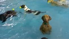 Hilarious dog deadpans in a pool full of playful pups