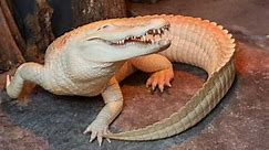 Rare white alligator at SC Aquarium dies after health issue