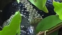 Karen McDougal - This snake greeted me this AM…hanging...