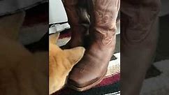 Cody James boots 3 month review
