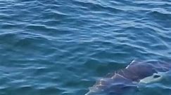 How big is a Dall's porpoise? 🤔 #porpoise #vanislandwhalewatch #vancouverislandwildlife #vancouverislandadventures #vanislelife #vanislemag #vanisletrue #vanisle360 #vanisleco #vanislephotographer #vancouverislandguide #vancouverislandbc #vancouverislandlife #vancouverislandphotographer | Vancouver Island Whale Watch