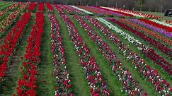 West Sussex tulip fields prove a spring sight to behold