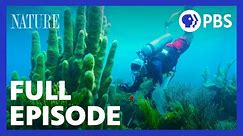 Treasure of the Caribbean | Full Episode | NATURE | PBS
