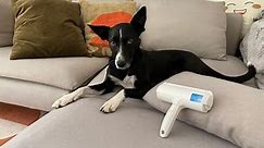 Under $25 scores: The Chomchom pet hair remover actually works | CNN Underscored