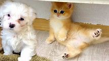 Cute and Funny Moments of Kittens and Puppies Getting Along