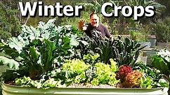 What Vegetable Crops I'm Growing and Sowing NOW in WINTER Garden
