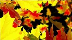 Autumn screensaver with falling autumn leaves - Nature Screensaver Video