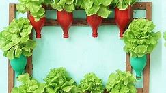 DIY Vegetable Garden On The Beautiful Colorful Wall