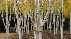 Discover The 10 Different Types Of Birch Trees