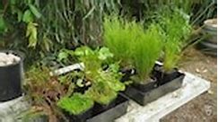 Plants for Ponds - Gardening Australia