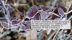 Gardeners: What You Need To Know About Frosts And Freezes