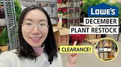 Lowe's Holiday Plant Shopping: Costa Farms Plant Price Increase | Clearance Plant Pots & Stands