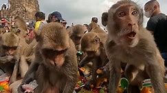Monkeys in Thailand enjoy a festival feast of fruits