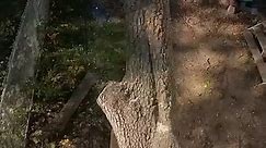 Cutting a tree down in large sections