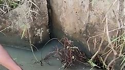 Unclogged Culvert Drain Water On Canal #drain #unclogging #clogging #clog #remove #shortvideo #sorts