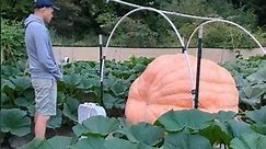Giant Pumpkin waiting game