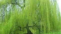 5 Bright Green Willow Tree Cuttings to Grow - Weeping Flower