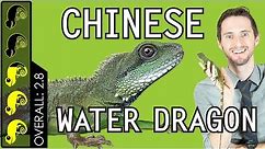 Chinese Water Dragon, The Best Pet Lizard?