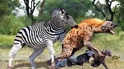 Pain!!! Painful Hyena Protects Cubs From Zebra Attack - The Hunts Of The Jaguar - Zebra vs Hyena