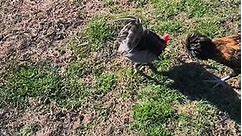Little Polish Mafia fun! #farmlife #rescuedog #threeleggeddog #amazingvideo #nature #chickens #polishcrested #morningroutine #morningvibes | Joanna Budd