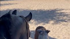 Arival’s new training buddies are minions😳😅 #arabian #miniaturehorse #blackstallion #cowboy #horse #arabianhorse #fyp #cute | Arival SA