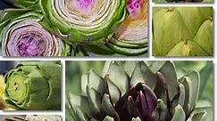Artichoke Leaf Extract: Benefits and Side Effects - NatureWord