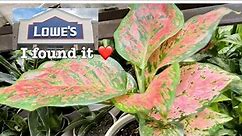 Plant Shoping ar Lowe’s .Going to my Happy place