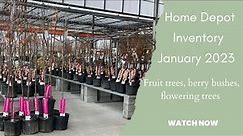 Home Depot Inventory January 2023: Fruit trees, berry bushes and flowering trees SD 480p