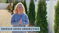 How to Care for your Emerald Green Arborvitae
