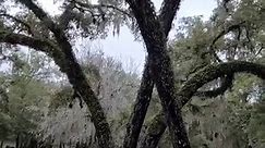Amazing trees at Salt Springs... - Happiness In Your Life