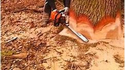 This is the only way to cut down a large oak tree