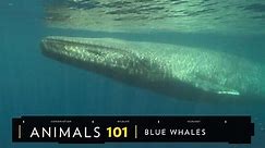 WATCH: Blue Whales 101