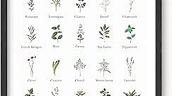 HAUS AND HUES Herb Pictures for Kitchen Wall Art Kitchen Herbs Wall Art and Botanical Prints Herbs Art | Kitchen Wall Art Herbs Poster and Kitchen Art | Cottage Core Decor (12x16, UNFRAMED)