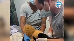 Baby Monkey Is Pulled From Dead Mom's Arms And Given Cuddly Toy