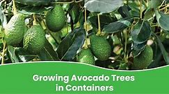 Growing avocado trees in containers | How to grow avocado tree in pot?