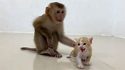 Baby Monkey vs Baby Cat