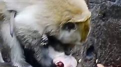 Cruel male monkey overload of passion did abuse act on poor little monkey till nearly drown