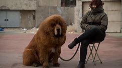 Zoo in China substitutes dog for lion