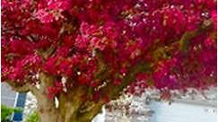 WINE RED ‘ELEYI’ FLOWERING CRABAPPLE TREE (Prairifire Crabapple) #Prairifire #Crabapple #nature #photography #naturephotography #love #travel #photooftheday #instagood #beautiful #picoftheday #photo #instagram #naturelovers #art #landscape #like #follow #bhfyp #happy #sunset #ig #wildlife #summer #life #beauty #flowers #photographer #instadaily #usa | It’s Amirah’s Diary