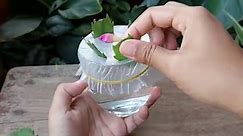 EASIEST & SUCCESSFUL Way to Propagate Christmas Cactus Plant from Cuttings at Home