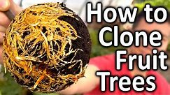 Air Layering an AIR LAYER | How to CLONE Your Favorite FRUIT TREES